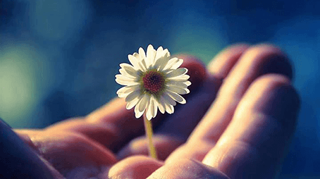 النِّساء شقائِقُ الرِجال